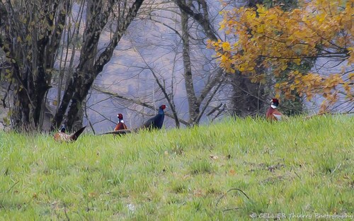 Photographie nature - Faisan colchide - Les mâles se regroupent - Saint jean de chevelu - Savoie