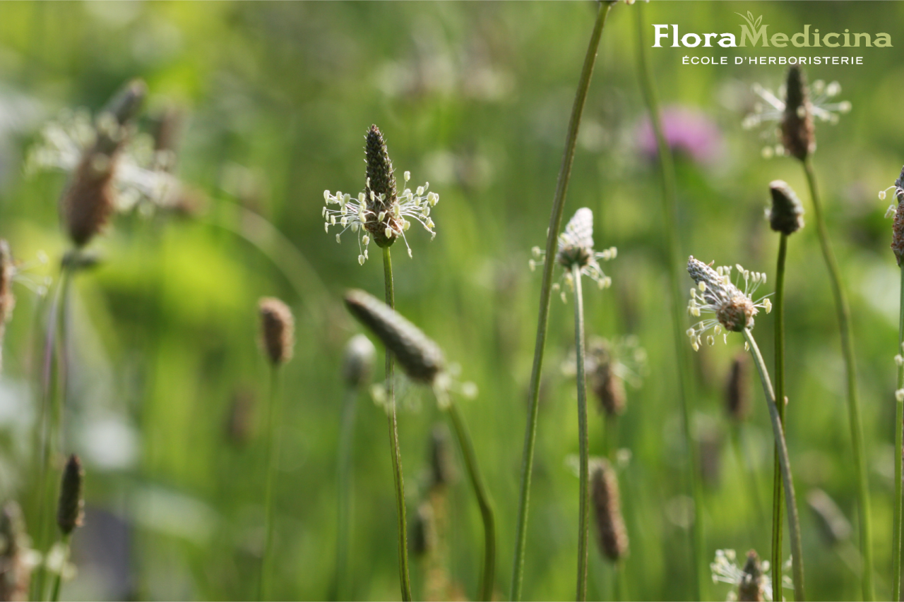 Fleurs de plantain - Plantago lanceolata | FloraMedicina, école d'herboristerie
