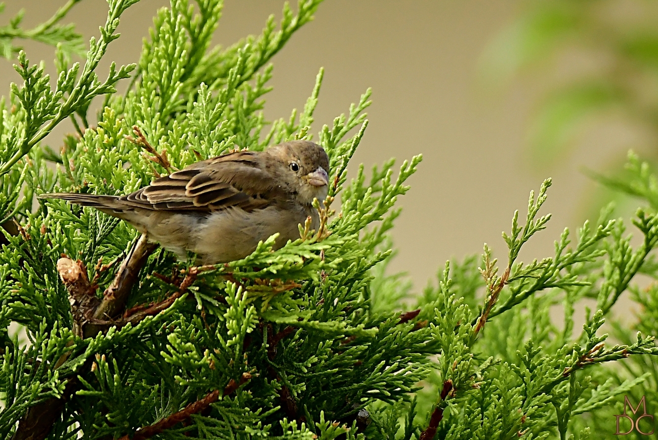 Moineau domestique