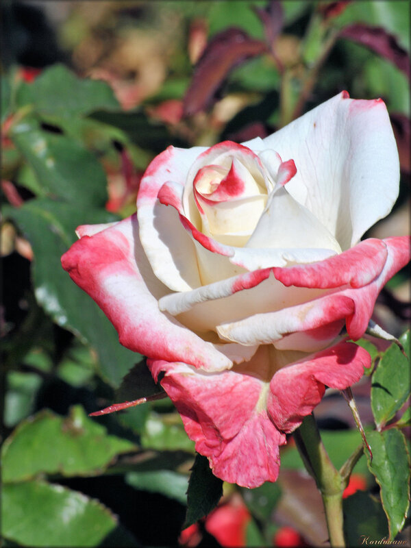 Photo de rose blanche et rose (fleur-flore)