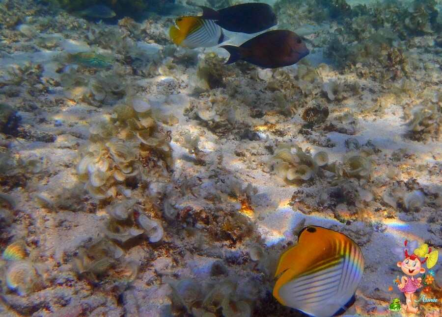 Comme un poisson dans l'eau