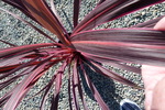 cordyline electric pink - 20