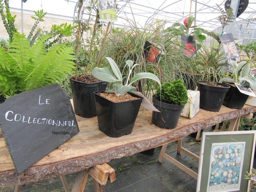 L'univers des plantes de collection 