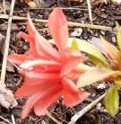 Identification par les fleurs !
