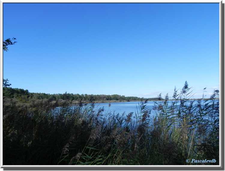 Réserve naturelle de l'étang de Cousseau