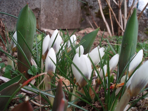 sur fond de pierres et de branches un groupe de crocus blancs, feuilles bien vertes et les feuilles de quelques tulipes qui commencent leur pousse.