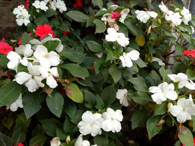 Jeudi dernier dans mon jardin