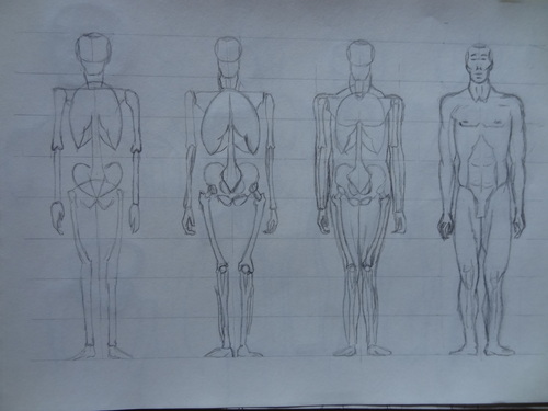 Anatomie.