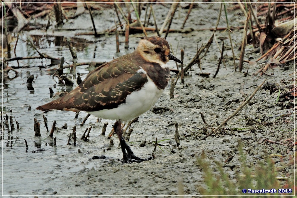 Réserve ornitho du Teich - Septembre 2015 - 4/6