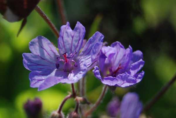 Geranium malviflorum. Geranium à fleurs de mauve