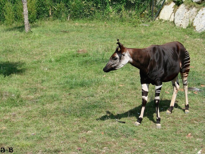 Toujours au zoo de Beauval.