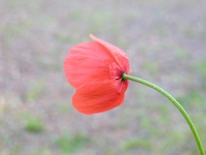 coquelicot-10-.jpg