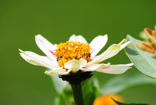 L'été en quelques fleurs