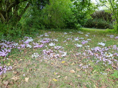 ¨PAUSE: mon jardin en ce début octobre.