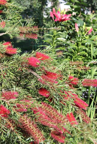 Autour du callistemon