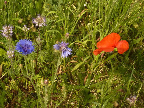 Prairie fleurie