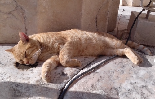 Un chat dans les Propylées dans l'Acropole d'Athènes