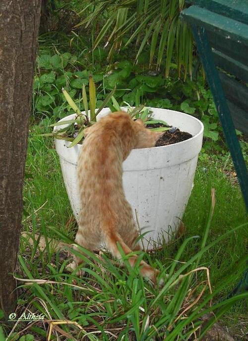 Un petit coin de jardin