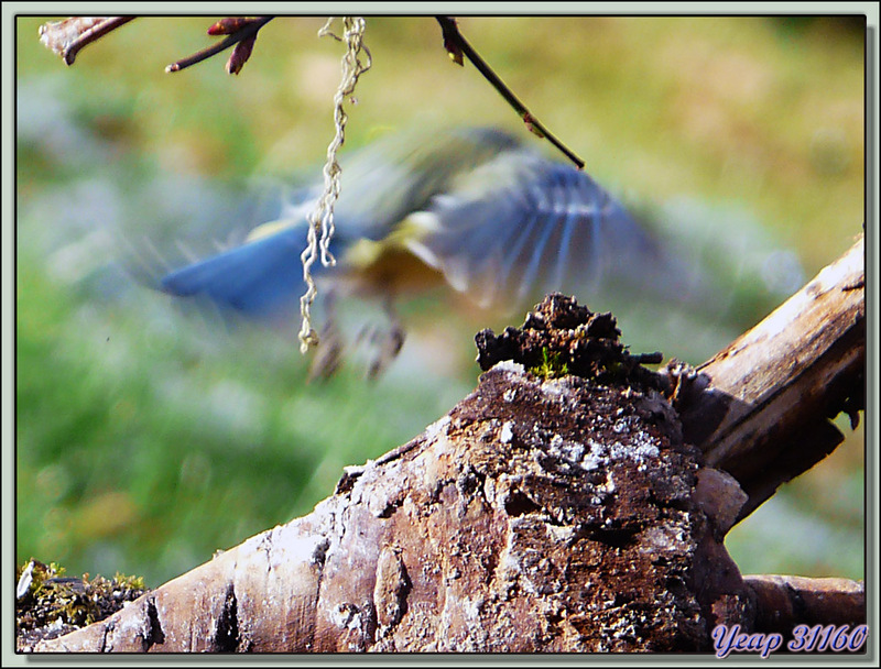 L'envol du bel oiseau bleu - Lartigau - Milhas - 31