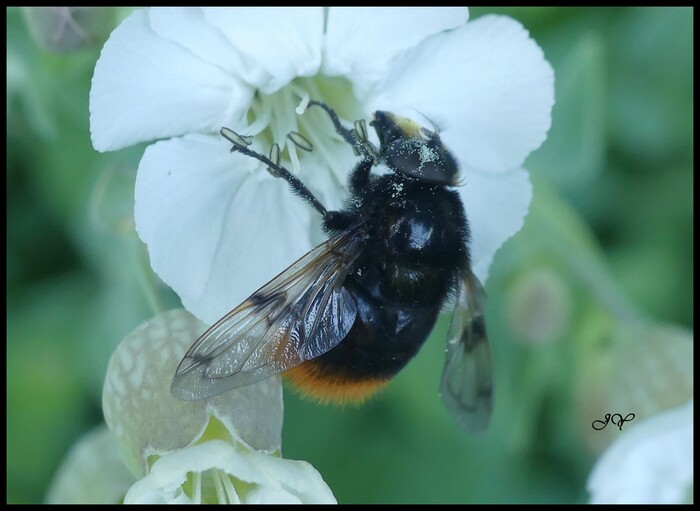 Volucella bombylans.