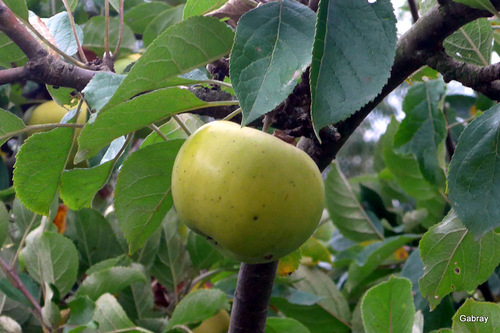 Dieffenthal : des raisins et des pommes...