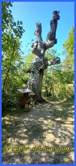 Sisteronnais, le Mourre de la montagne de Gache