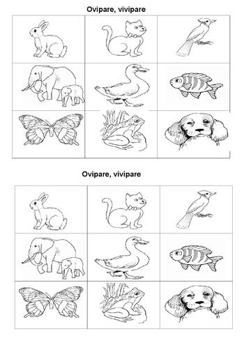 le cycle de vie des êtres vivants