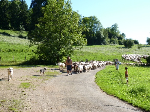 Transhumance des moutons 2011