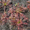 Droséra intermédiaire (Drosera intermedia)