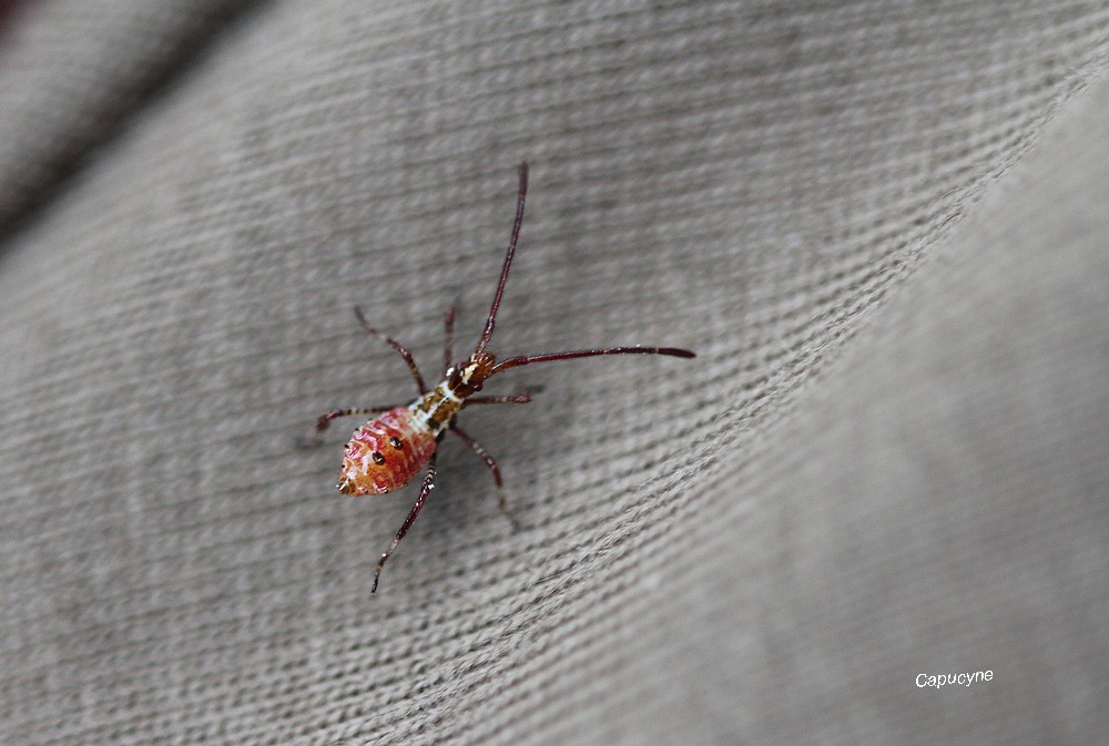 Insectes en visite