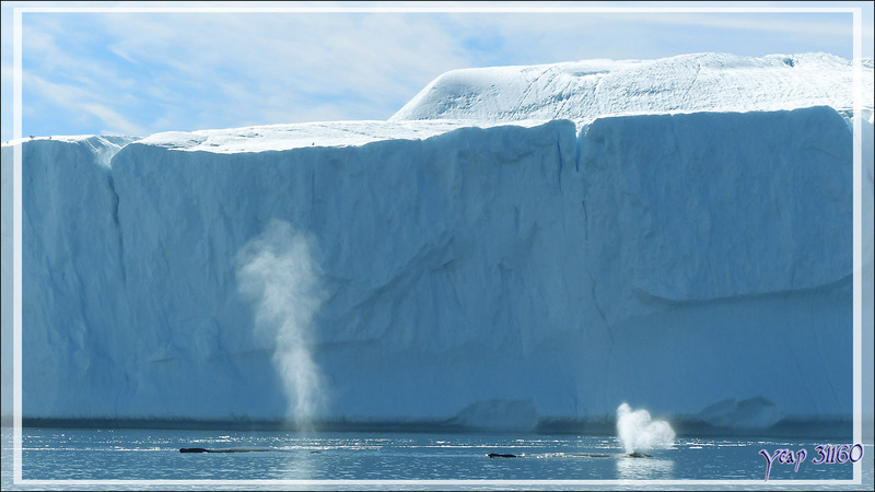 Retour aux Baleines à bosse (Mégaptères) - Isfjord (Icefjord) - Ilulissat - Disko Bay - Groenland