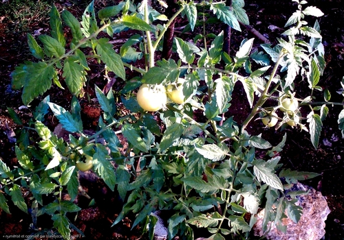 Tomates 2013