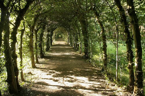 Charmille du Haut-Marais (La Reid, Belgique) Carpinus betulus.jpg