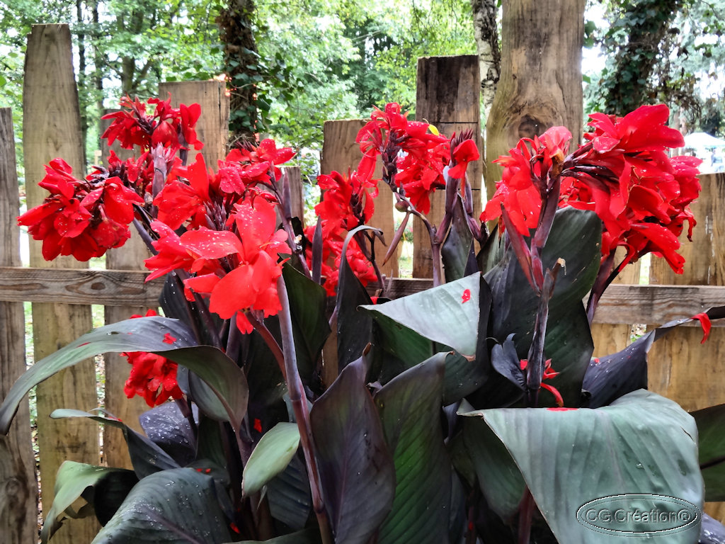 rencontres vegetales