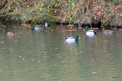 Des canards et des feuilles ...