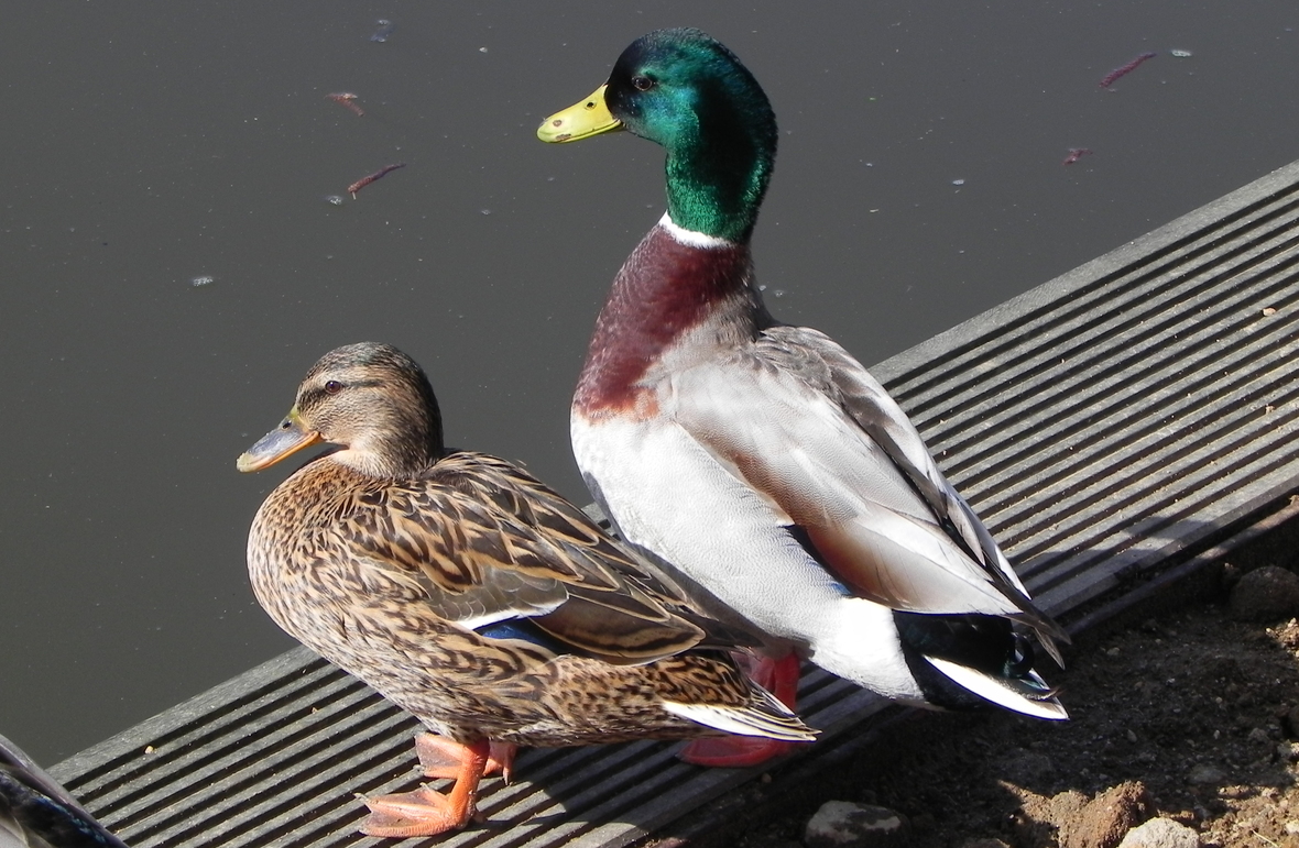 Des canards à Sucé sur Erbre