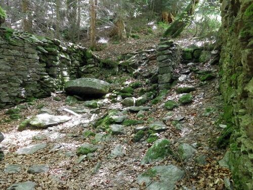 Une partie du sentier des Pointières en forêt