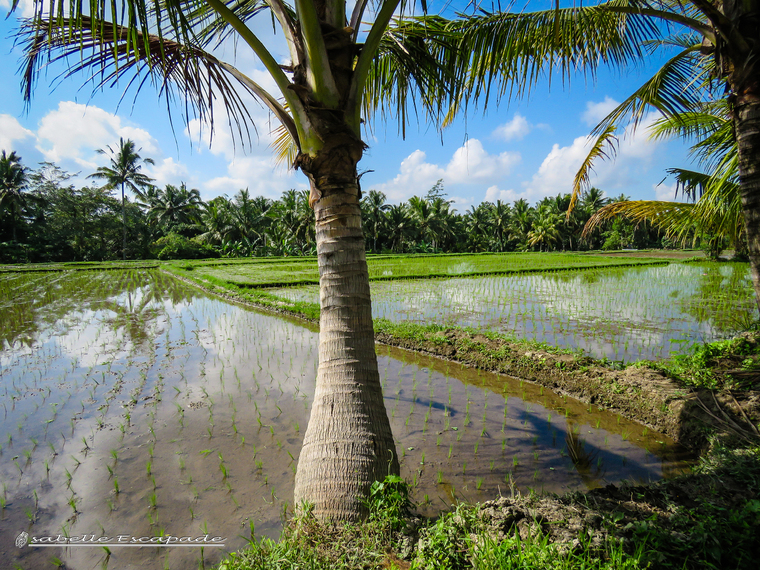 27 Juillet 2018 - Dans les rizières d'Ubud...