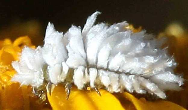 Scymnine-larve-2