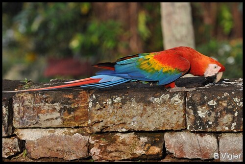 perroquet aras rouge et bleu