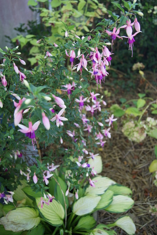 Hosta et fuchsia