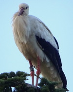 La preuve par une belle cigogne de passage 2...27.08.2022...