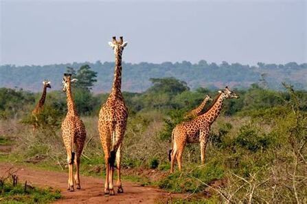 Tourist Places in Rwanda | Rwanda Safari Destinations