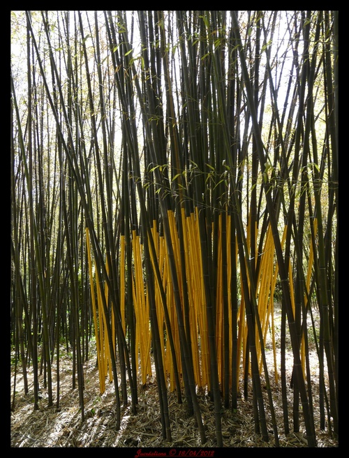 la bambouseraie fin