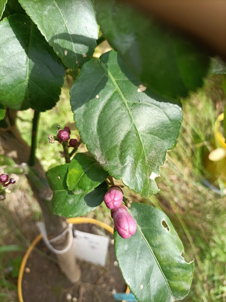 Variétés d'agrumes : le citronnier à citrons noirs...