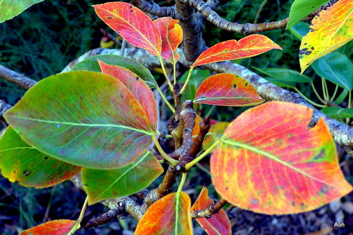 Les feuilles du poirier en automne