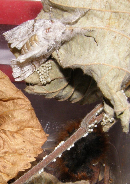 La chenille
