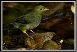 Manakin l'oiseau séducteur