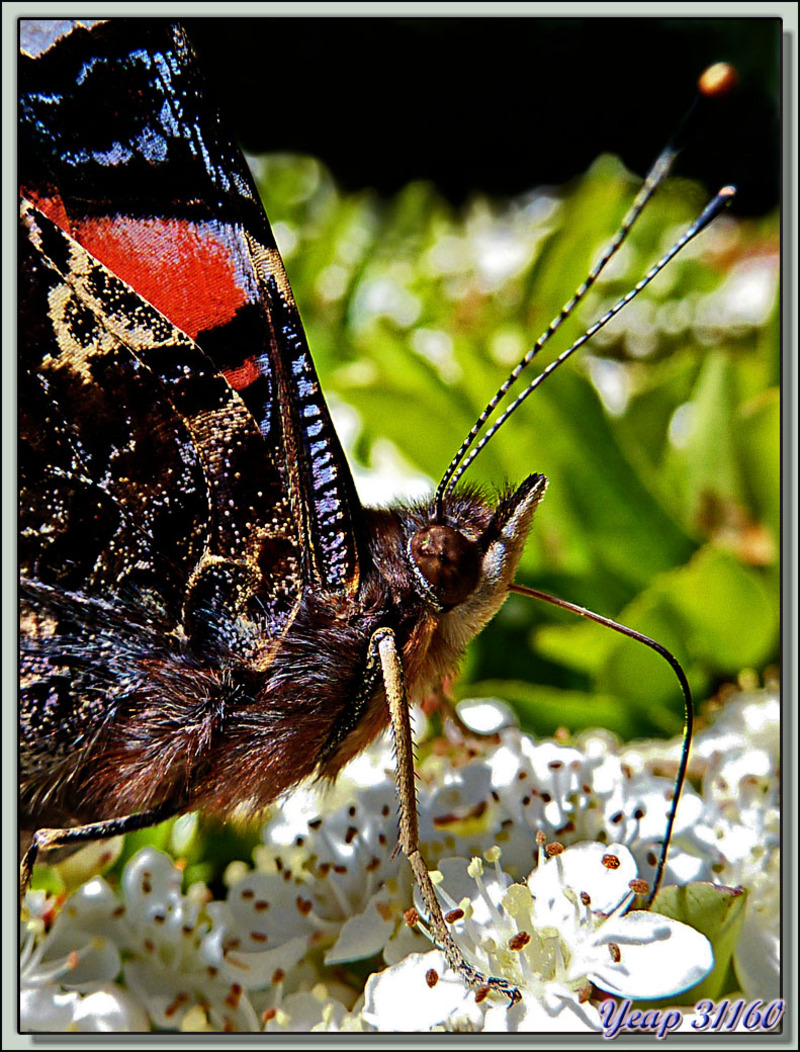 Papillon Vulcain (Vanessa atalanta) - Lartigau - Milhas - 31 (Faune)