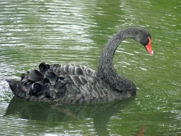 26 - Quare des Batignolles (cygne noir)